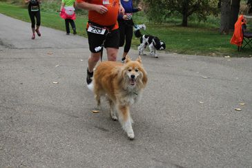 Instabox Dog Jog for Second Chance Animal Rescue 2019