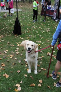 Instabox Dog Jog for Second Chance Animal Rescue 2019