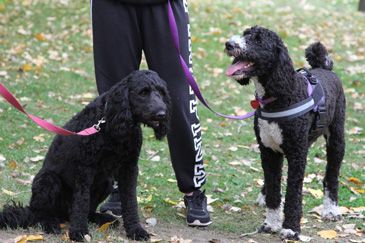 Instabox Dog Jog for Second Chance Animal Rescue 2019